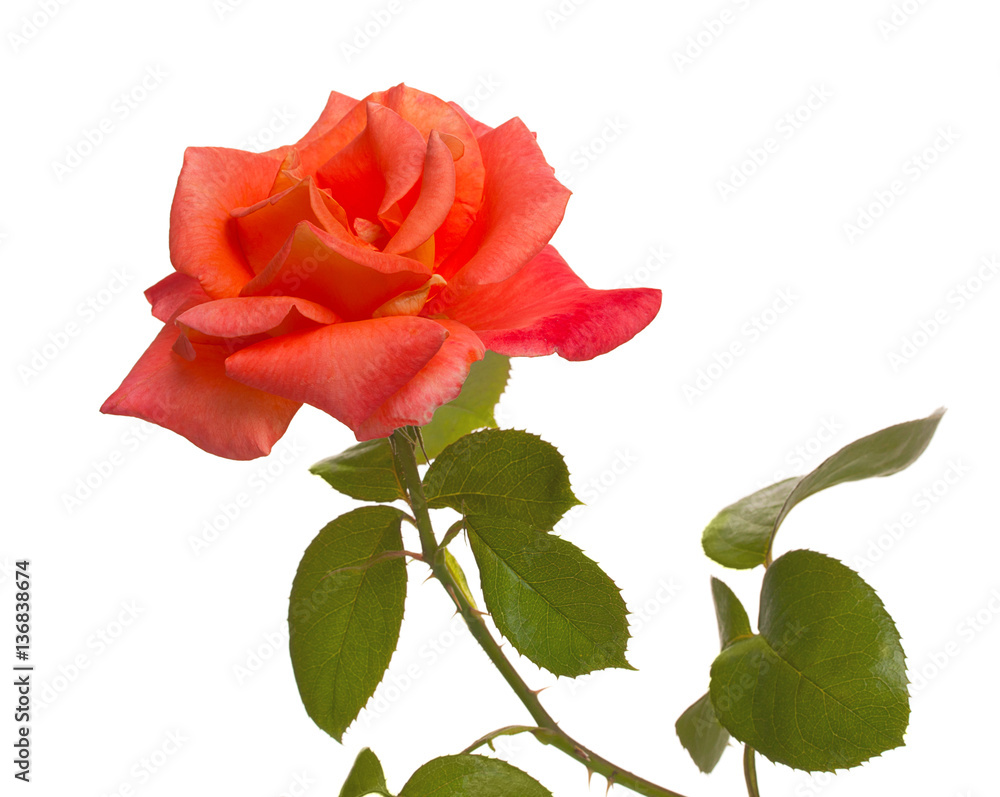 Red rose isolated on white background. Red rose isolated on white background.