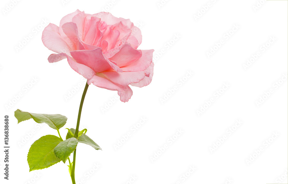 Pink rose isolated on white background with empty space for your