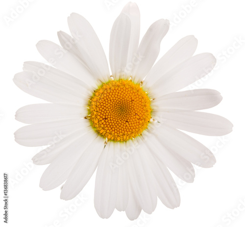 Flower of camomile isolated on white background, close-up. © Sviatlana