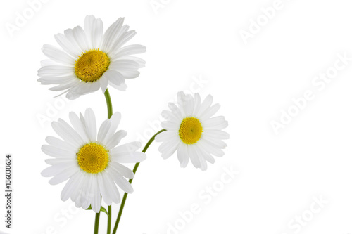 Fllowers of camomile isolated on white background