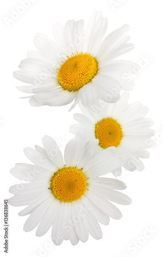 Fllowers of camomile isolated on white background