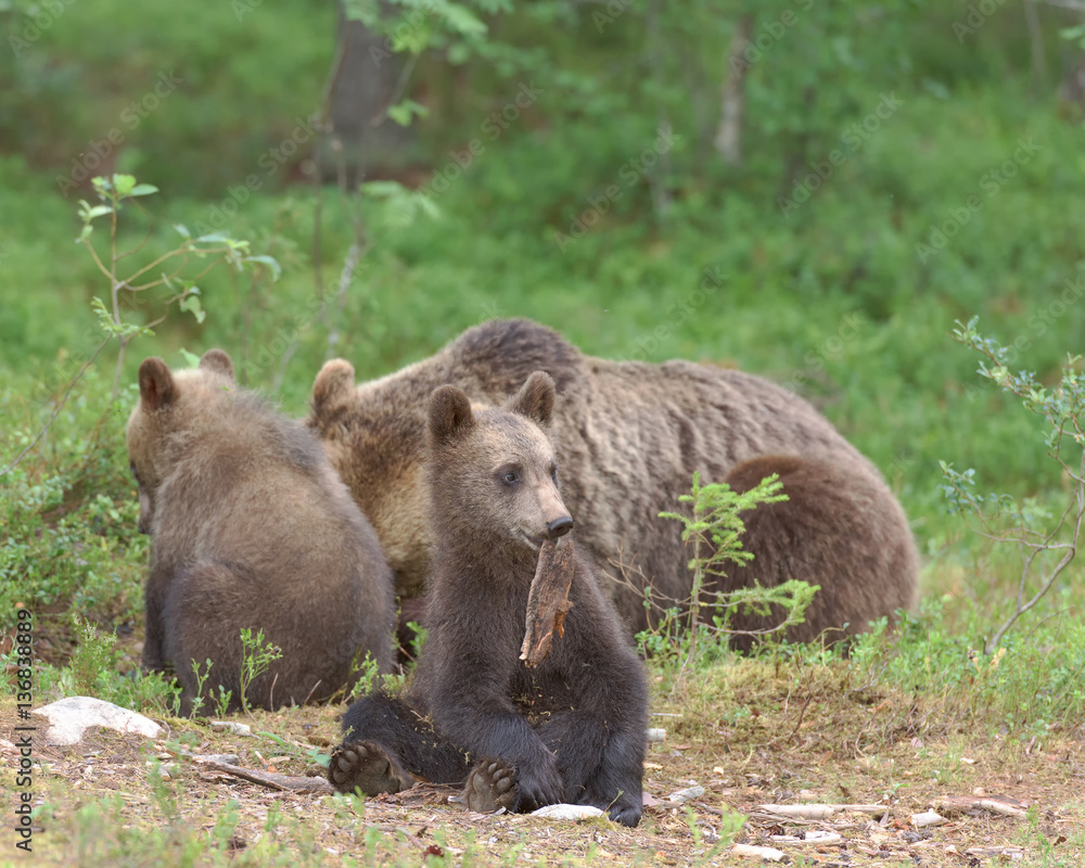 Obraz premium Bear cub wants to play but mother and sibling just looking for food
