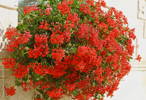 Fototapeta Naklejka Na Ścianę i Meble -  Jardinières de géranium lierre