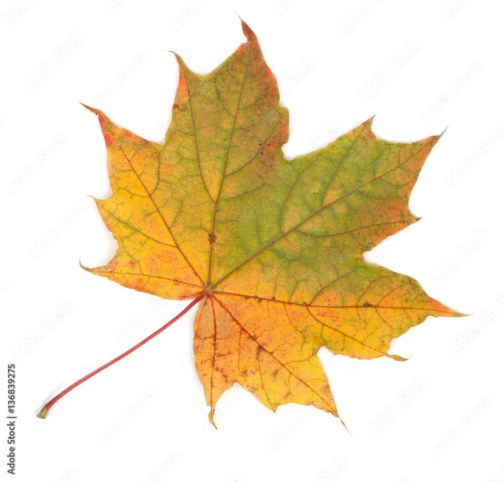 Colorful autumn maple leaf, isolated on white background, close- Colorful autumn maple leaf, isolated on white background, close-