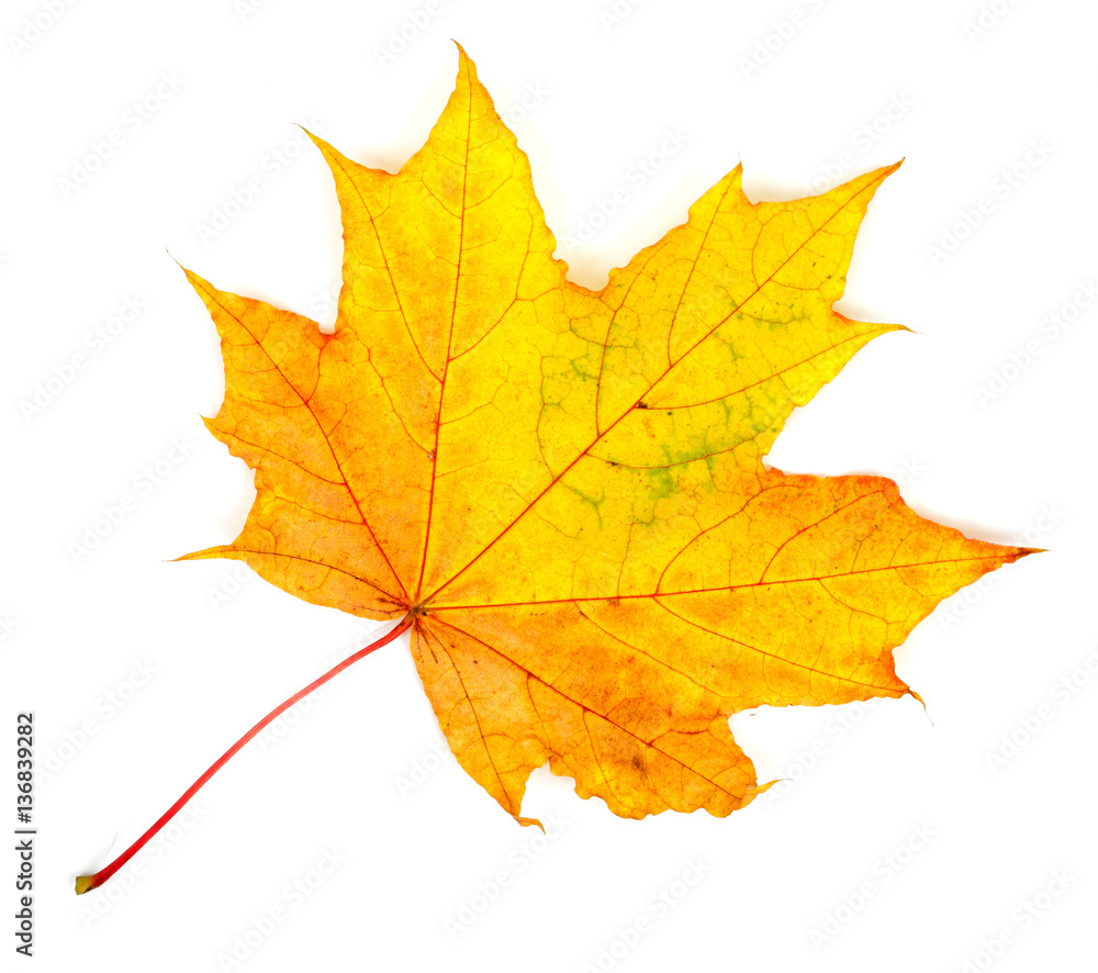 Colorful autumn maple leaf, isolated on white background, close- Colorful autumn maple leaf, isolated on white background, close-