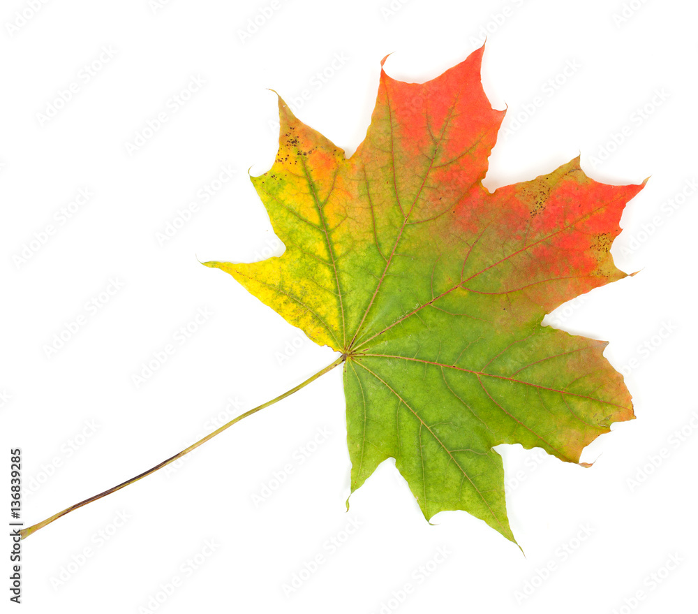 Colorful autumn maple leaf, isolated on white background, close- Colorful autumn maple leaf, isolated on white background, close-