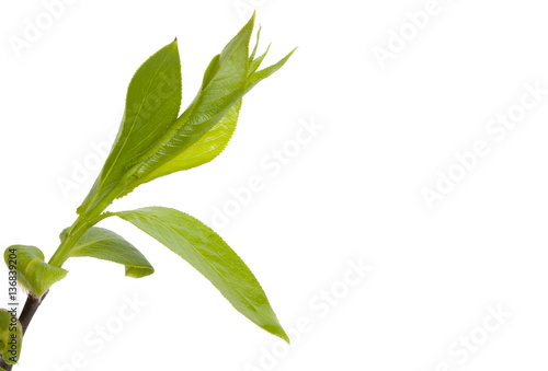 Green branch, young sproutss with leaves, isolated on white back
