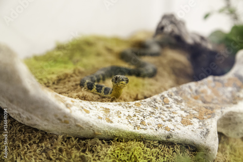 Snake in terrarium