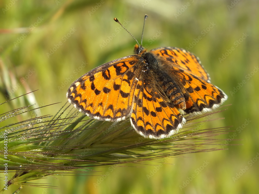 Obraz premium Butterfly on green grass
