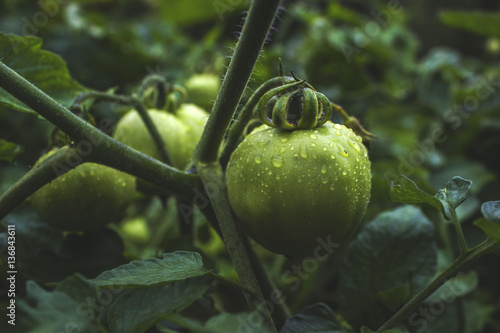 Growing tomatos
