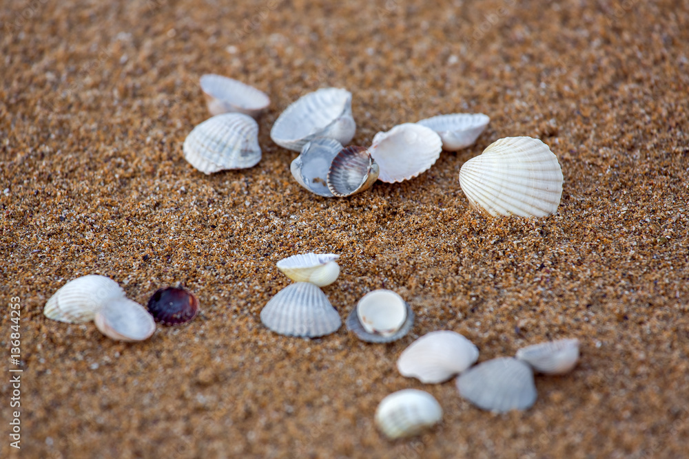 Sea cockleshells lie on sand. Sea cockleshells lie on sand.