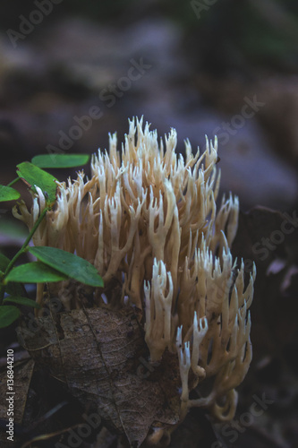 Mountain fungi