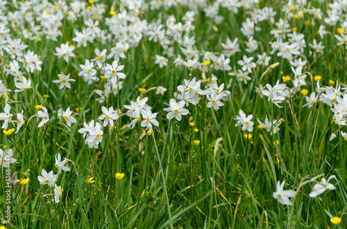 narcissus valley