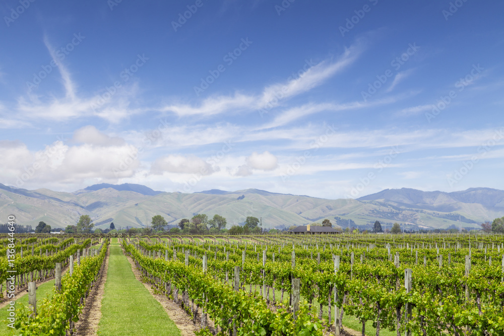 Marlborough Vineyard New Zealand