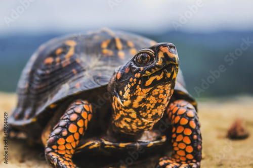 Eastern Box Turtle