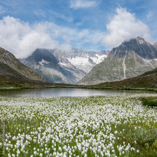 View on cotton grass and Swiss Alps near the famous Aletsch Glacier
