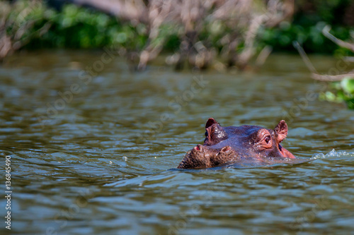Close-up of hippo