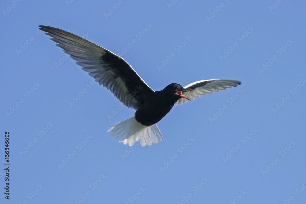 White-winged Tern (Chlidonias leucopterus) in flight White-winged Tern (Chlidonias leucopterus) in flight