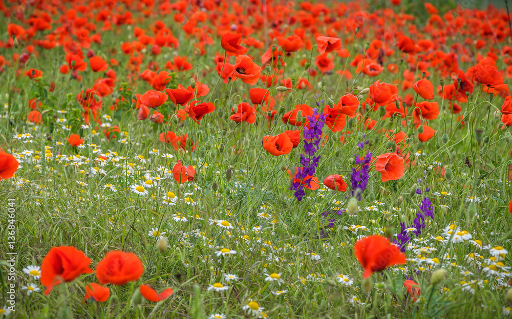 Fototapeta premium Chamomiles and poppies in a field near the road