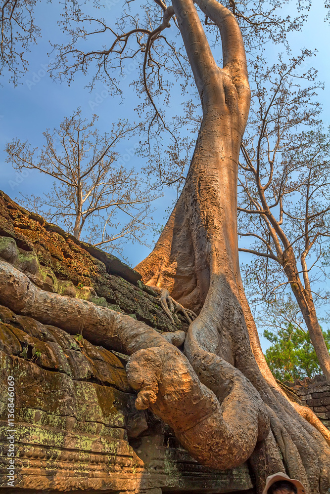 Roots cover the ruins of Ta Prohm Temple, Angkor
