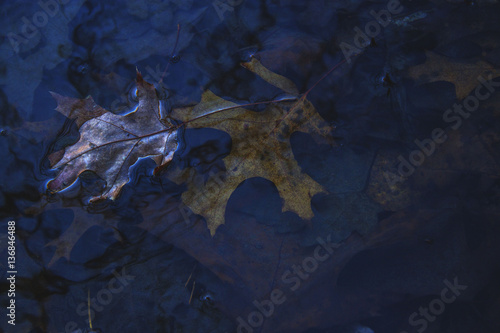 sinking leaves