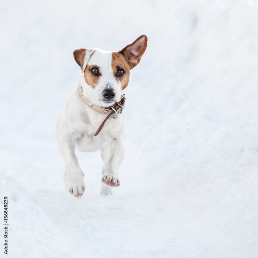 Dog walking at winter Dog walking at winter