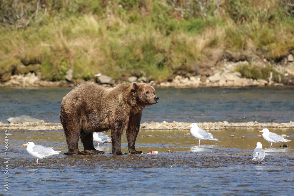 Alaskan brown bear (grizzly bear) standing in the riverbed, looking, seagulls around, Moraine Creek, Katmai National Park, Alaska Alaskan brown bear (grizzly bear) standing in the riverbed, looking, seagulls around, Moraine Creek, Katmai National Park, Alaska