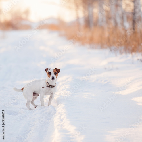 Fototapeta Naklejka Na Ścianę i Meble -  Dog walking at winter