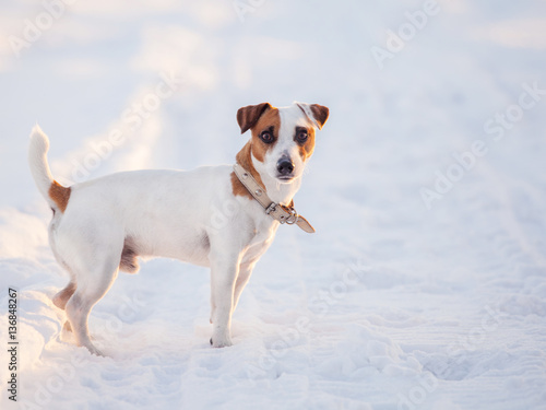 Dog walking at winter © Tatyana Gladskih