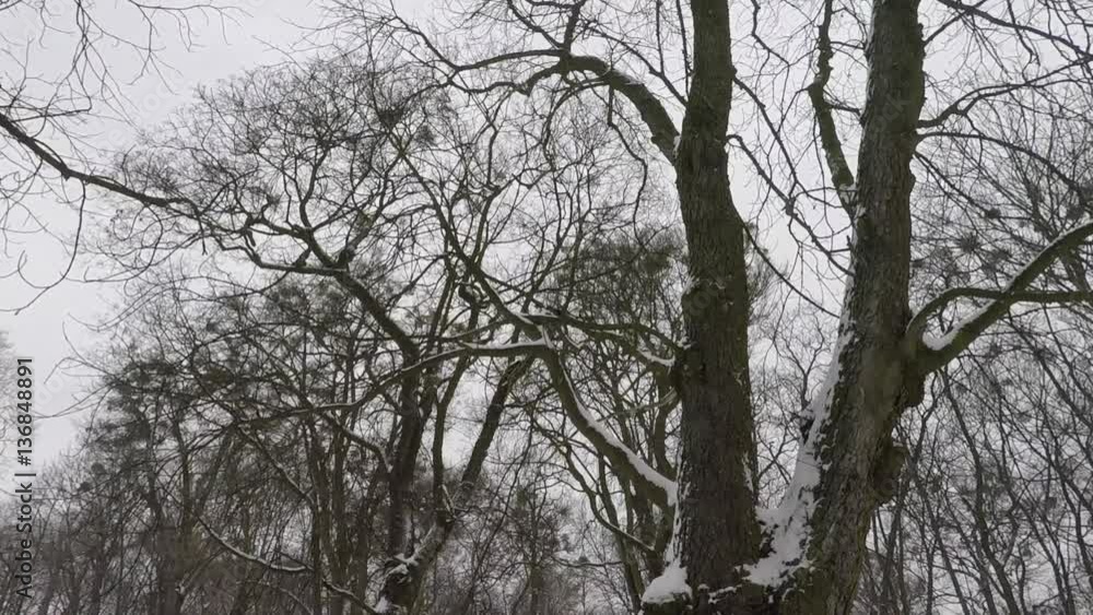 Old lamp in the park, snow and many trees Old lamp in the park, snow and many trees