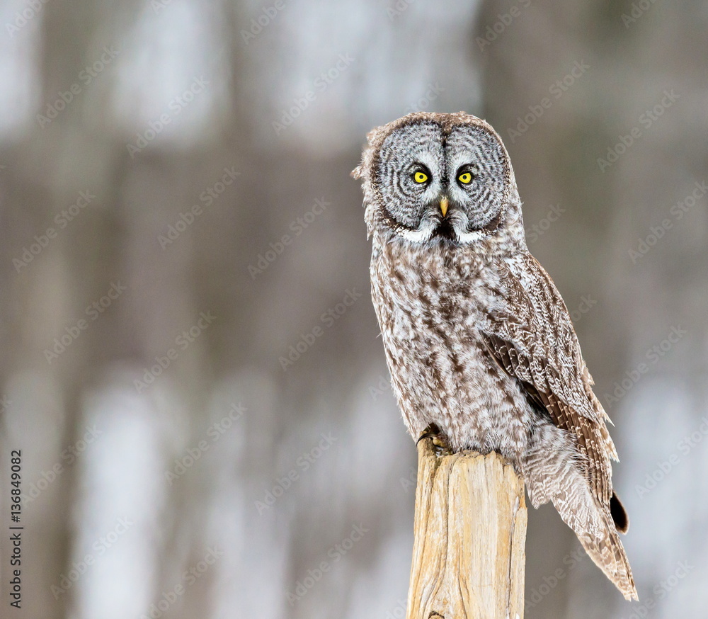 The great grey owl or great gray is a very large bird, documented as the world's largest species of owl by length. Here it is seen searching for prey in Quebec's harsh winter.