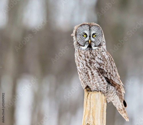 Obraz na płótnie The great grey owl or great gray is a very large bird, documented as the world's largest species of owl by length. Here it is seen searching for prey in Quebec's harsh winter. w salonie