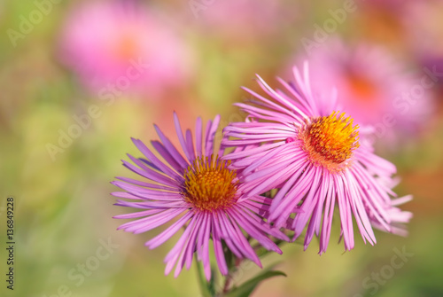 Aster Blume sch  n in rosa bl  hen bei Nahaufnahme im Garten 