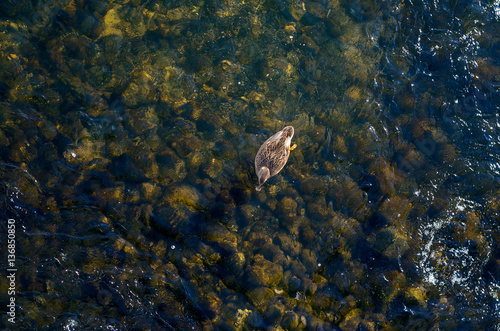 Wild duck floating on shallow lake