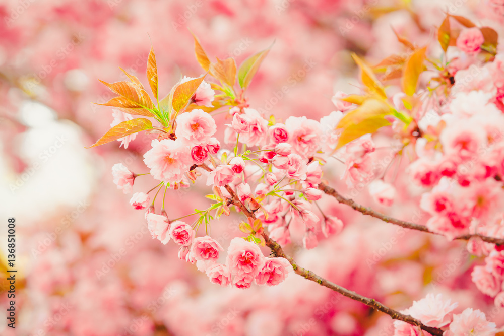 Spring Background. Blossom tree .Spring flowers Spring Background. Blossom tree .Spring flowers