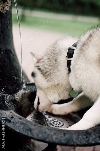 Siberian husky dog with blue eyes drinking water. City on the background.