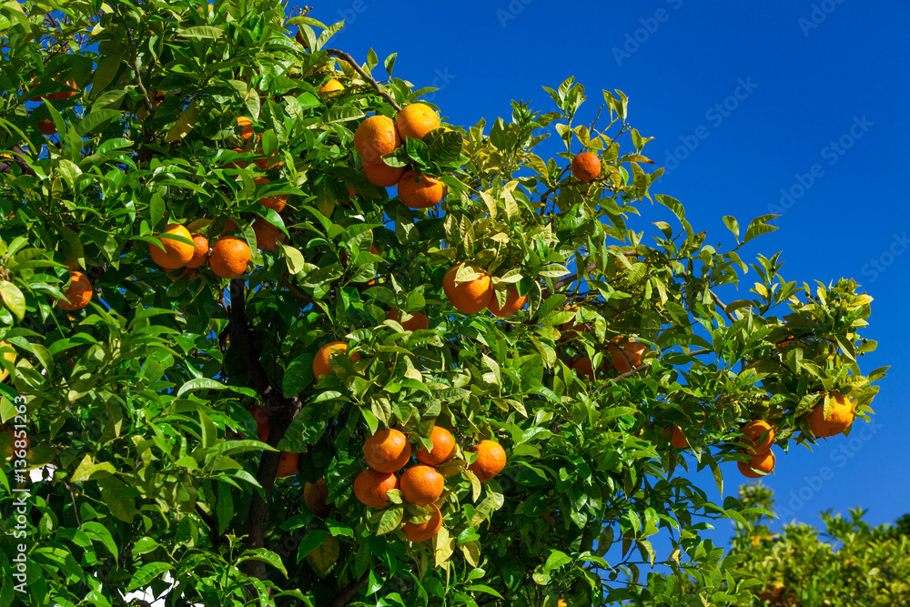 fruits of the tangerine trees. mandarin fruits fruits of the tangerine trees. mandarin fruits