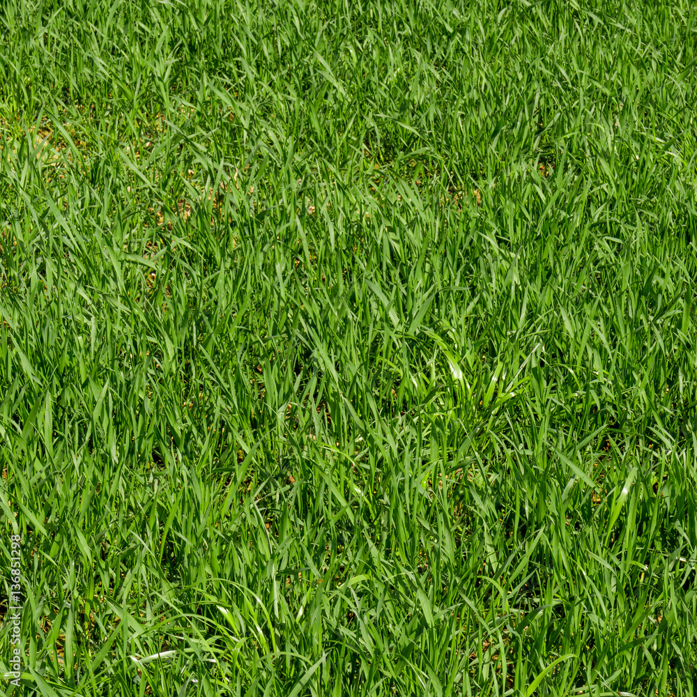 Green grass background. Grass texture Green grass background. Grass texture