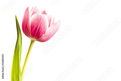 Fuschia Tulip
