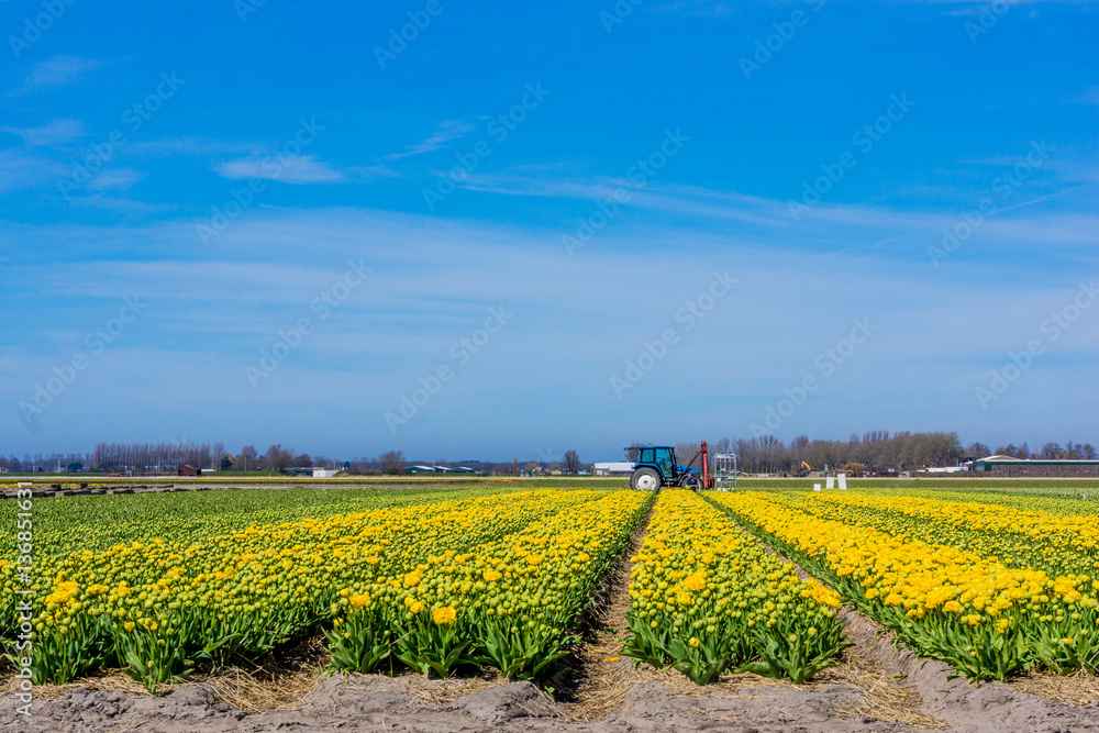 tulip field in the Netherlands. Landscape with tulips