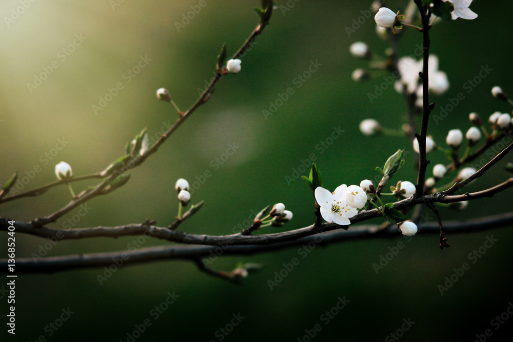 beautiful amazing bloom on cherry branch at green sunny backgrou beautiful amazing bloom on cherry branch at green sunny backgrou