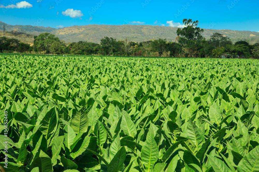tobacco plants on field from Esteli, Nicaragua