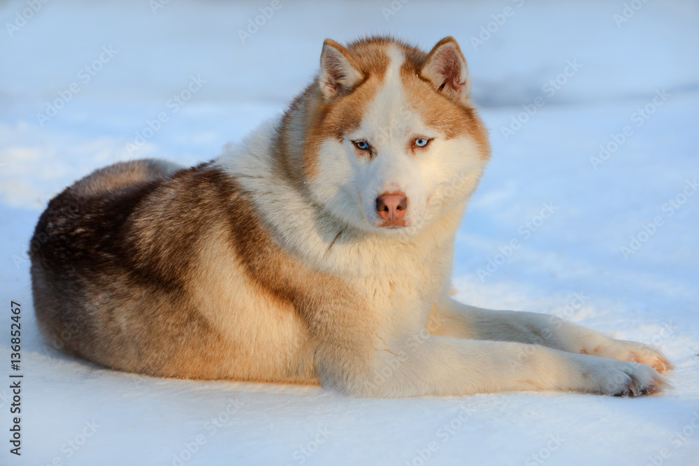 Portrait of the Siberian Husky dog brown color with blue eyes in winter