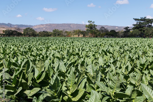 tobacco plantation from Esteli, Nicaragua