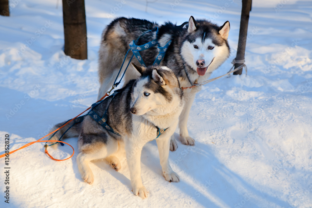Two siberian Husky dogs black and white colour in winter. Two siberian Husky dogs black and white colour in winter.