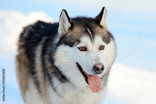 Portrait of the Siberian Husky dog black and white color with brown eyes in  winter. Stock Photo | Adobe Stock