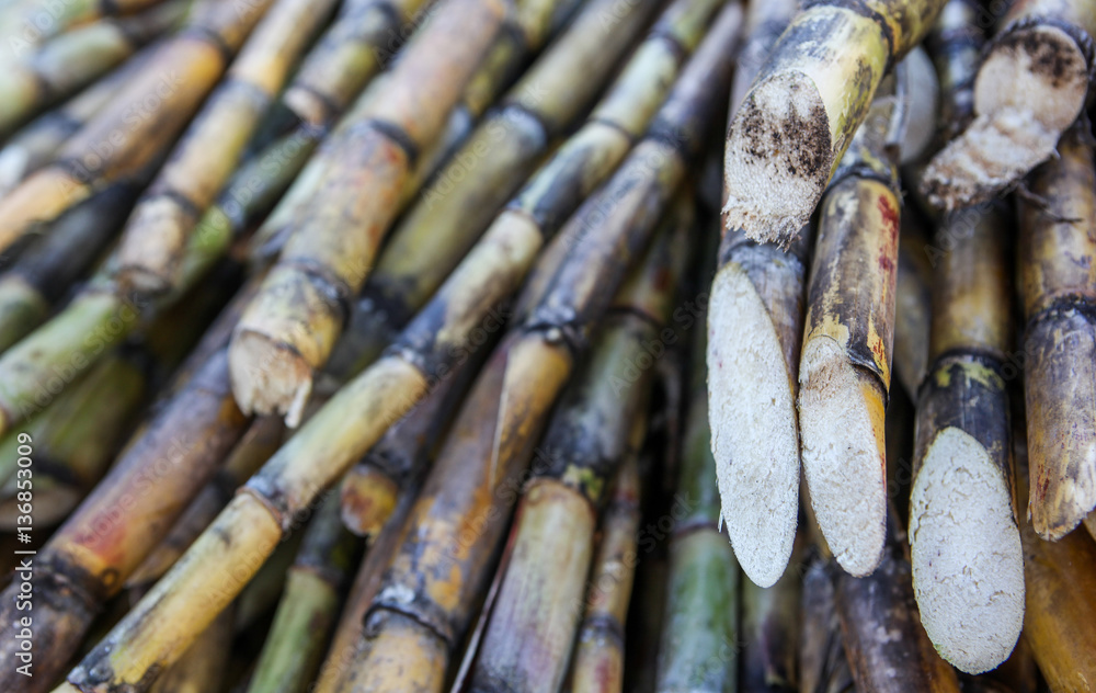 A detail view of bundles of sugarcane captured near the city of Piura, region called Jijili. In the north of Peru 2011.