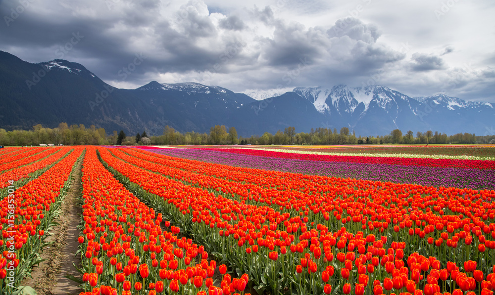 Tulip field in Agassiz British Columbia