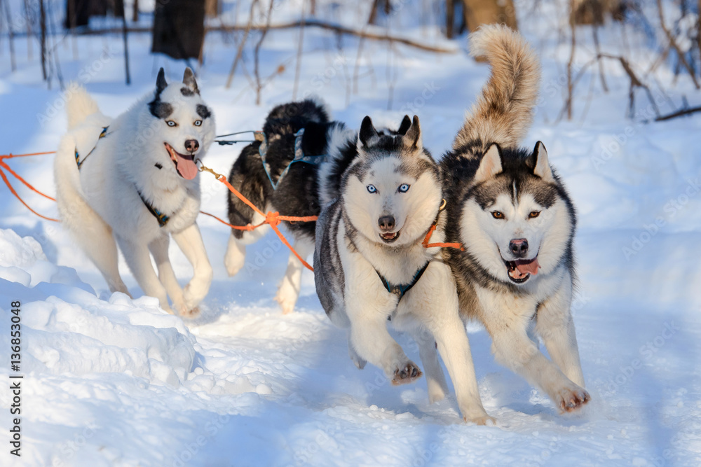 Husky dogs are pulling sledge at sunny winter forest in Moscow, Russia. Husky dogs are pulling sledge at sunny winter forest in Moscow, Russia.