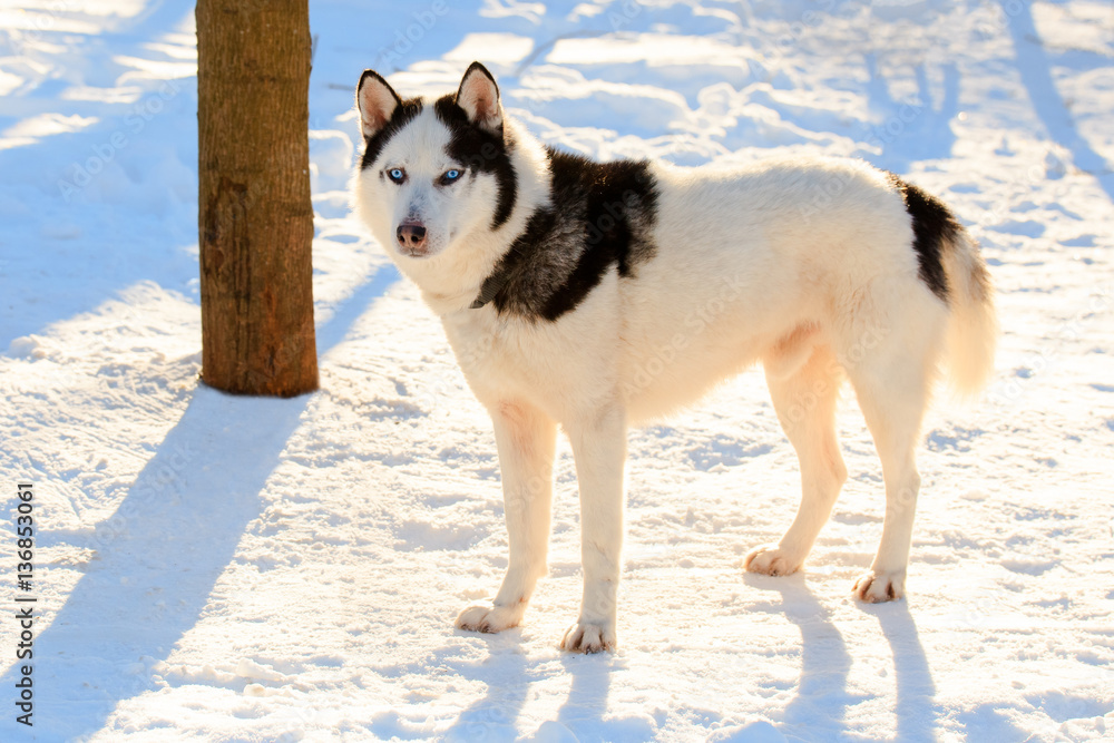 Naklejka premium Portrait of the Siberian Husky dog black and white color with blue eyes in winter.